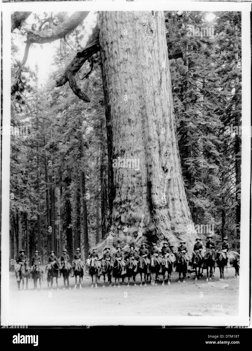 Sedici montato i soldati delle truppe f in piedi di fronte a 'gigante grizzley', un grande albero di Mariposa grove nel parco nazionale di Yosemite in California, ca.1900 Foto Stock