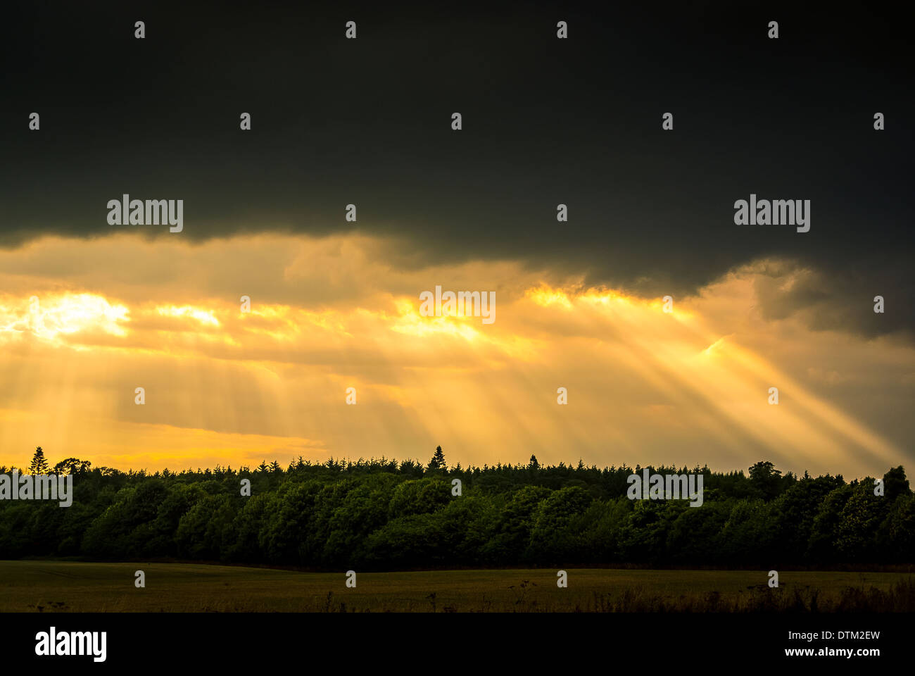 Alberi di luce solare attraverso lo streaming di nuvole temporalesche Foto Stock