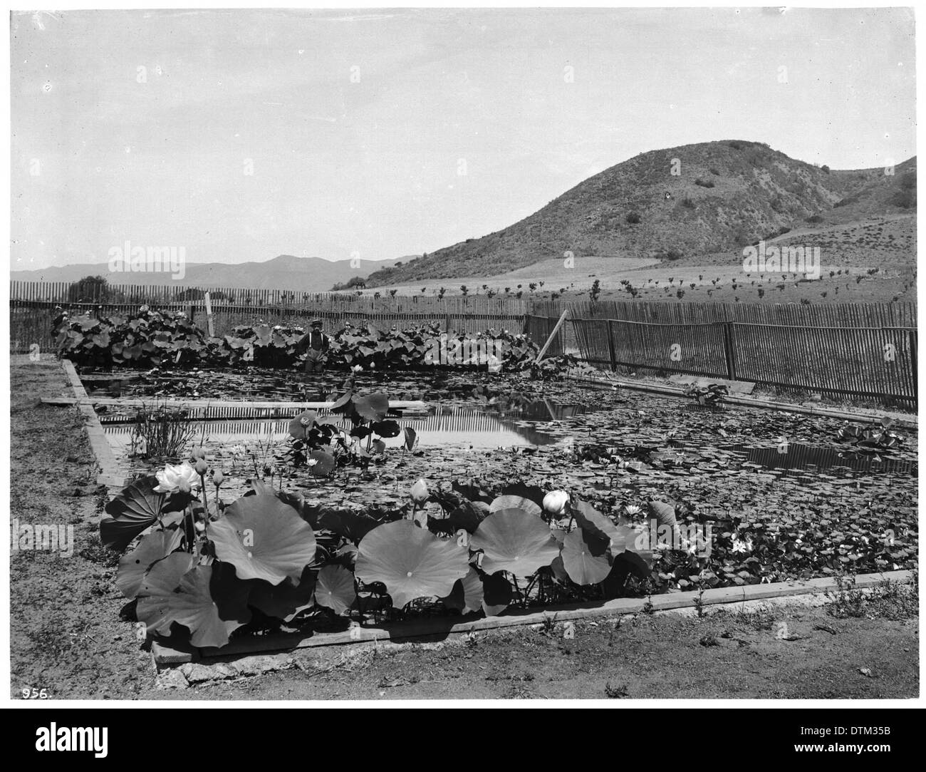 Una fotografia di Sturdivant's Garden su Franklin Avenue a Hollywood, California, scattata intorno al 1900. L'immagine mette in evidenza il design dei giardini dell'inizio del XX secolo e il verde urbano. Foto Stock