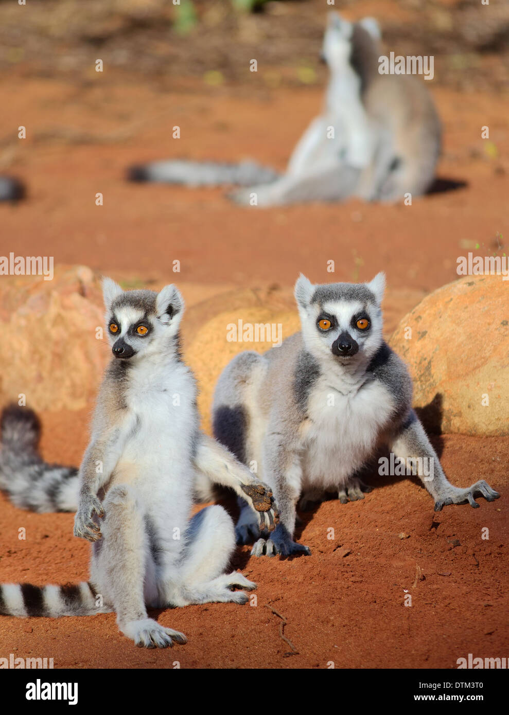 Un gruppo di anello tailed lemur a prendere il sole al mattino Foto Stock
