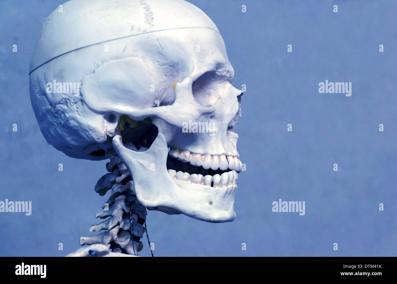 Scheletro umano e del cranio Foto Stock