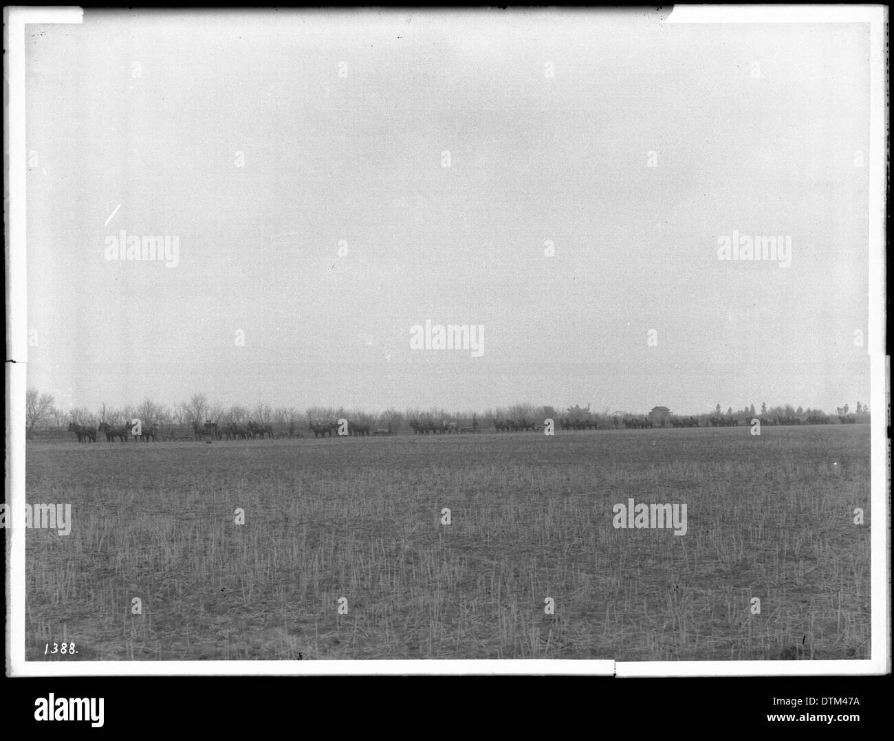 Una fotografia che mostra tredici aratri trainati da cavalli che lavorano in un ranch di grano a Van Nuys, California, intorno al 1900. Foto Stock