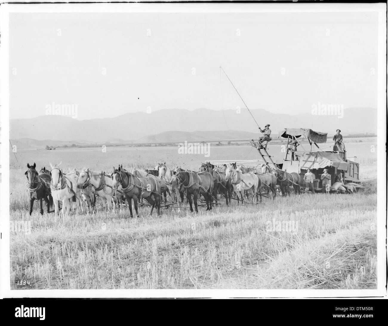 Una fotografia di una mietitrice da venti cavalli che lavora in un campo di un ranch Van Nuys-Lankershim in California, tra il 1905 e il 1908, dimostrando le prime pratiche agricole. Foto Stock