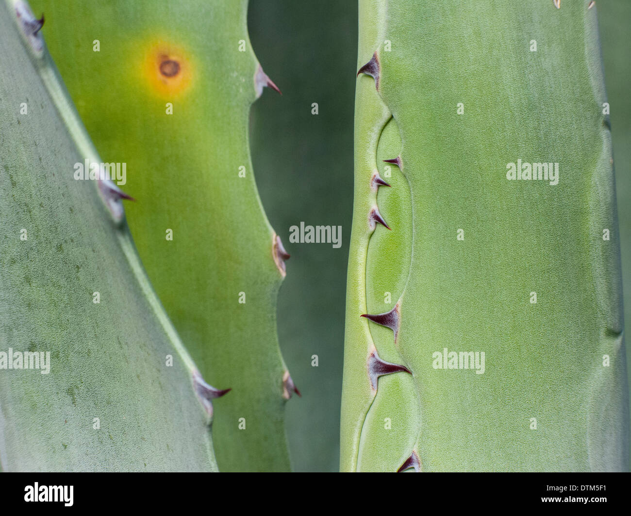 Dettaglio delle foglie di agave Foto Stock