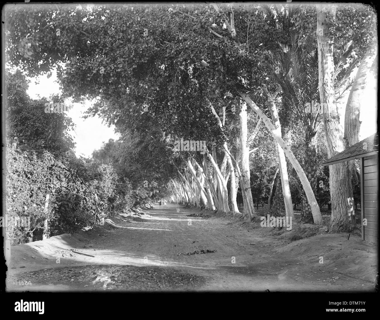 Una vista lungo la strada non asfaltata Poplar Avenue ad Aranguez, Sonora, Messico, catturata tra il 1905 e il 1920, raffigurante il paesaggio rurale della regione. Foto Stock