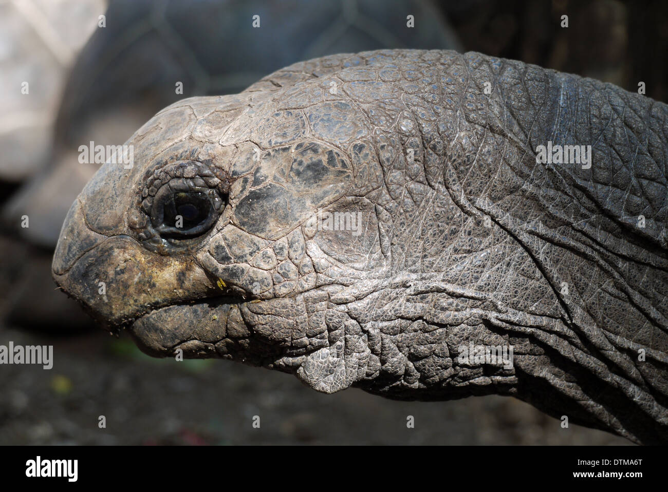 Tartaruga Aldabra sull isola di changuu, vicino a Zanzibar. Queste tartarughe sono in pericolo. Foto Stock