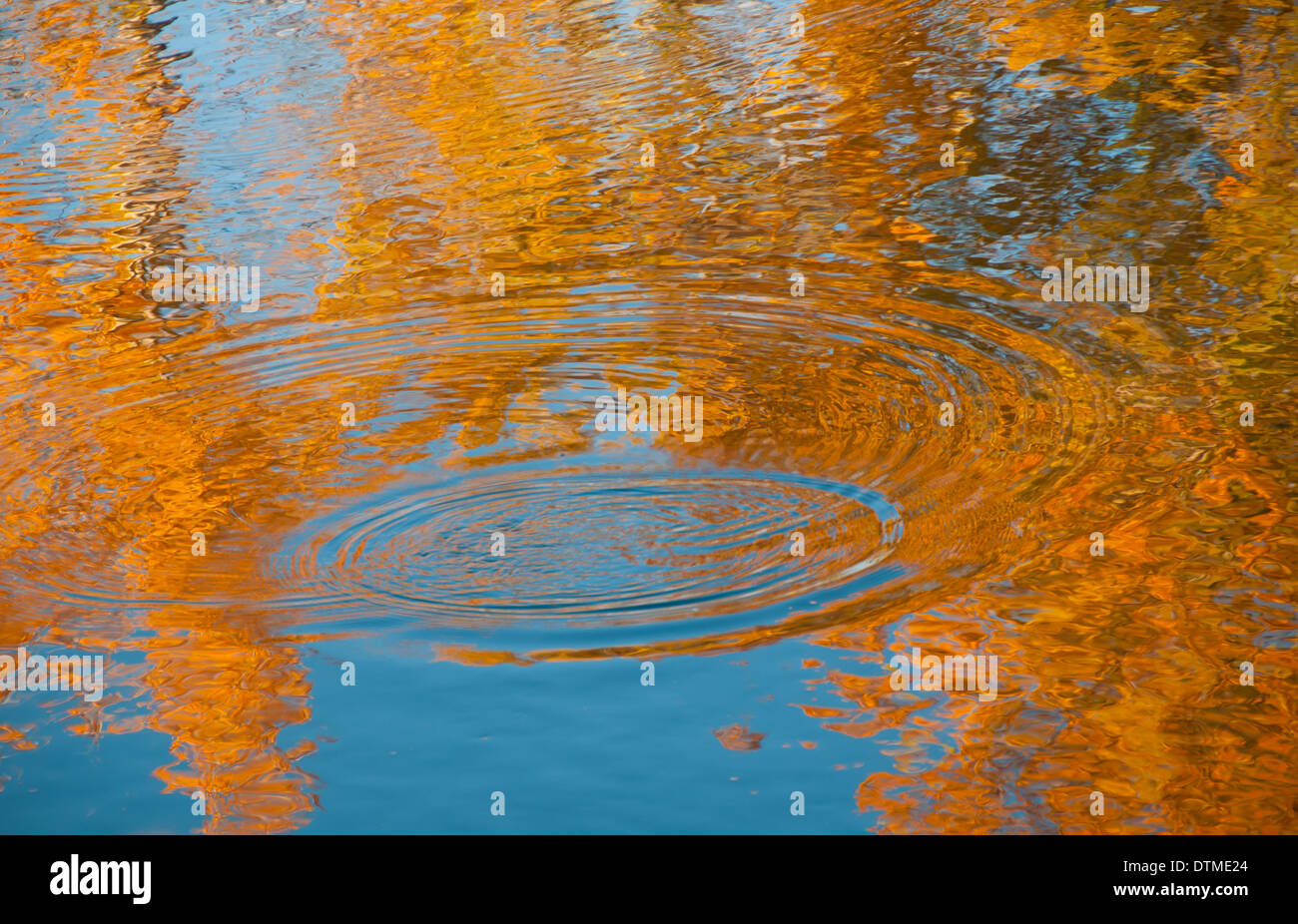 Autunno dorato di riflessioni e di ondulazioni con trote sorge sul Fiume Boise Boise, Idaho, Stati Uniti d'America Foto Stock