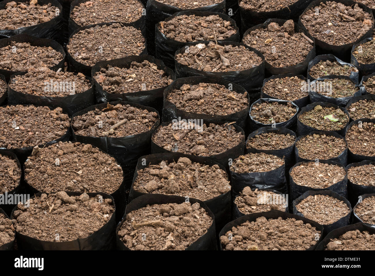 Vasi per piante Foto Stock