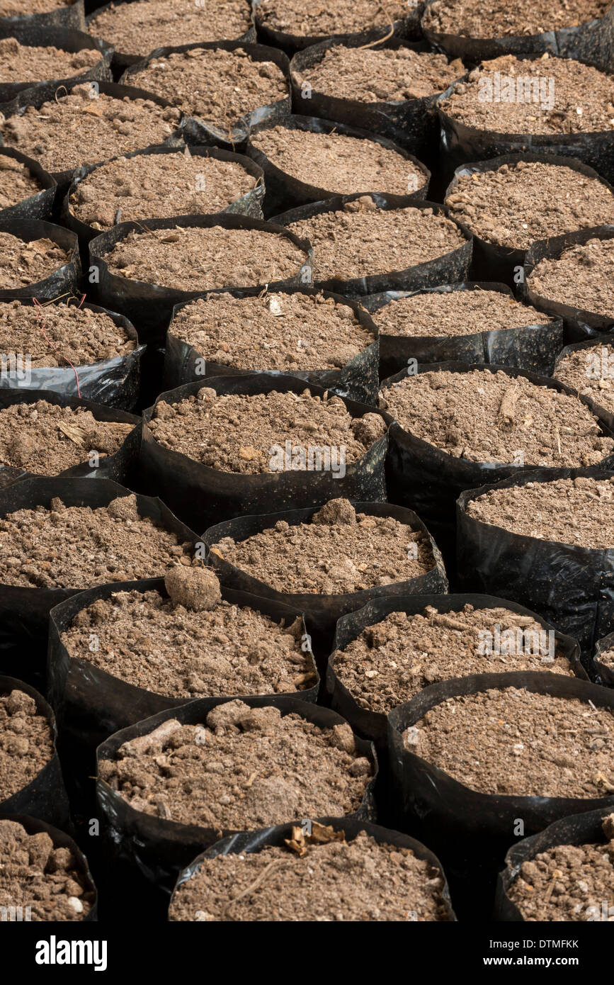 Vasi per piante Foto Stock