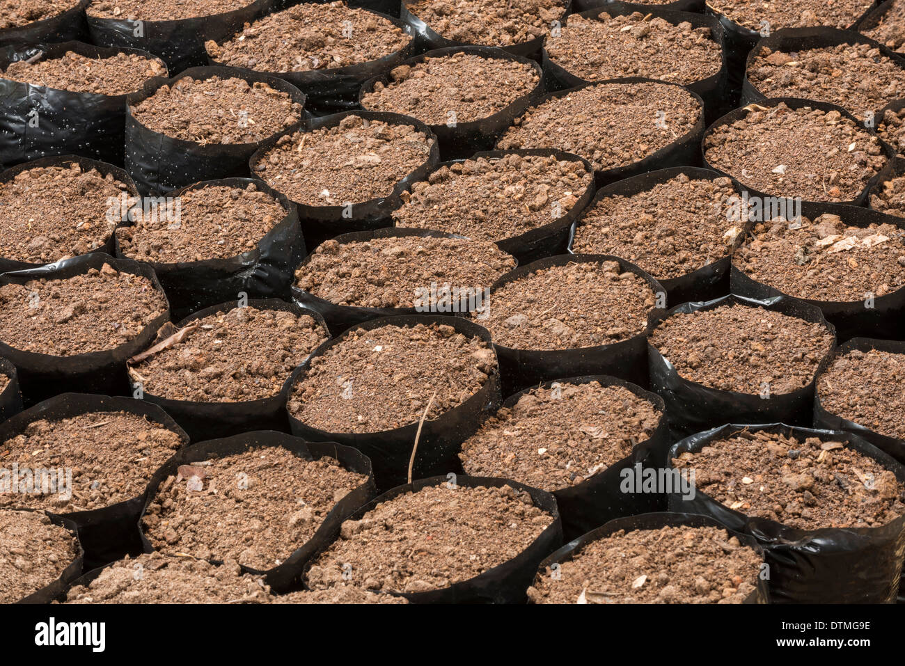 Vasi per piante Foto Stock