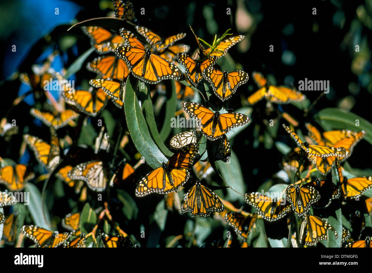 Arancione e nero farfalle monarca cluster ogni inverno sulle foglie di alberi di eucalipto in Pismo Beach, California, Stati Uniti d'America, dopo la migrazione dal Messico. Foto Stock