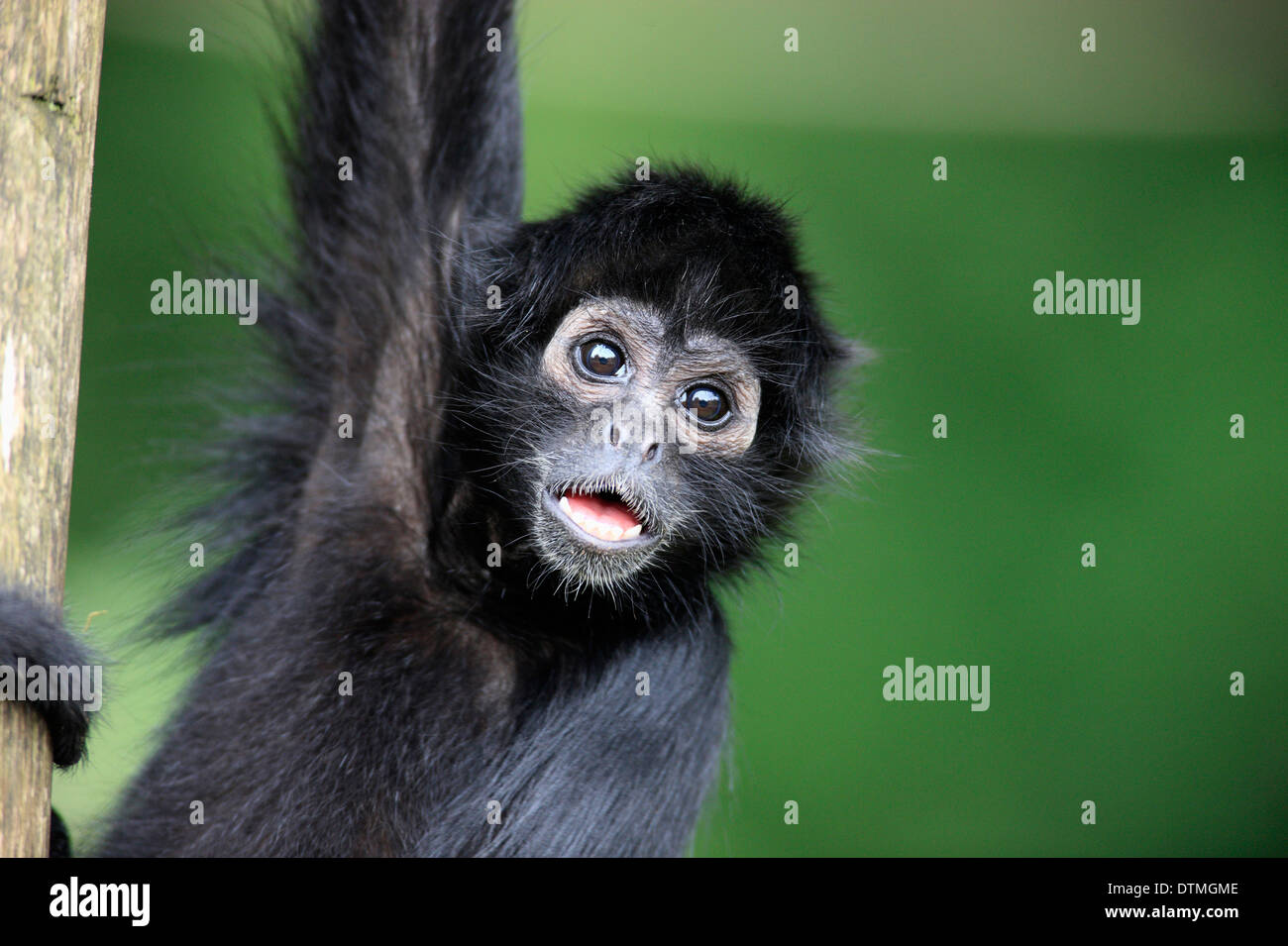 Black-Headed Spider Monkey / (Ateles fusciceps robustus) Foto Stock