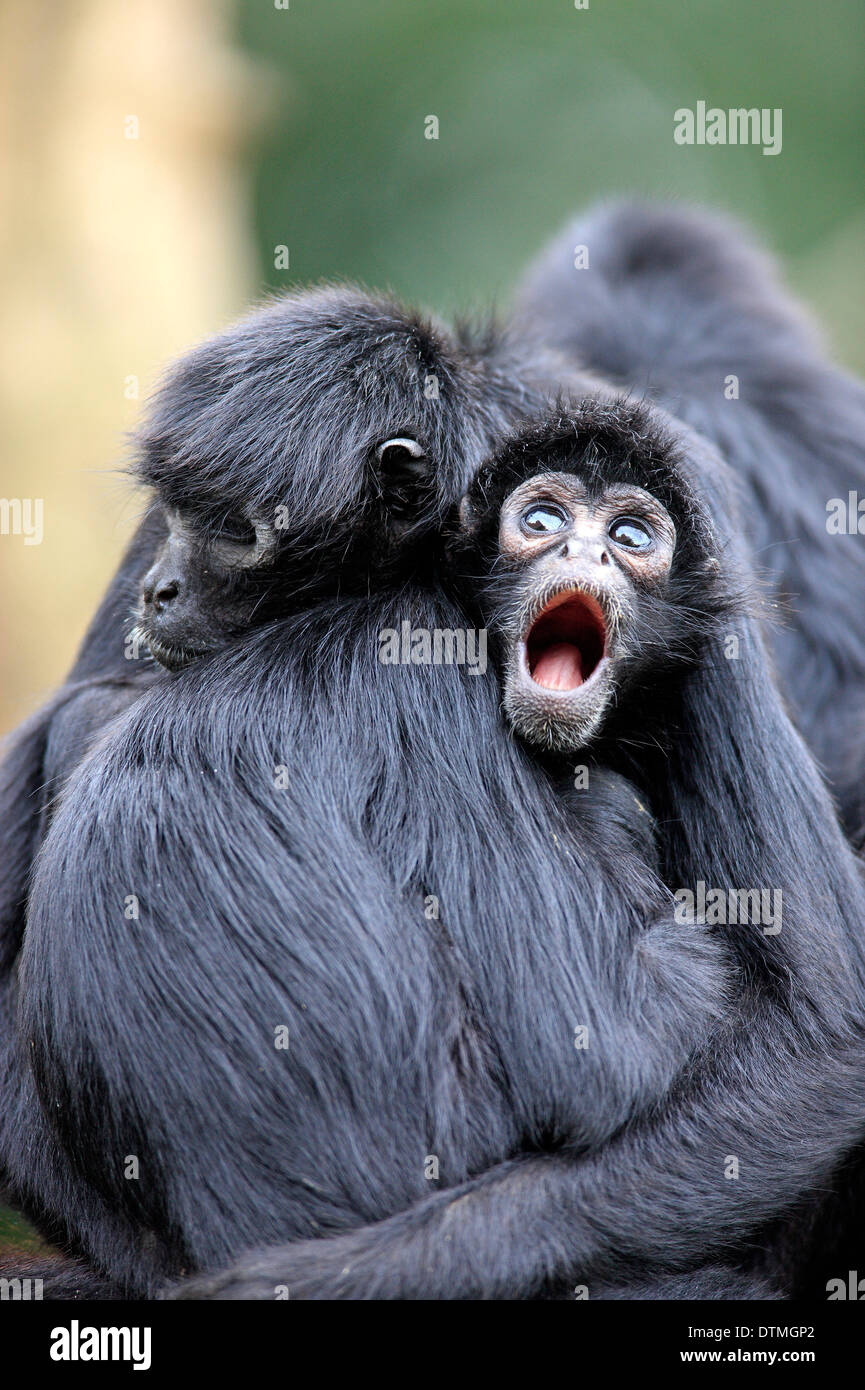 Black-Headed Spider Monkey, femmina con giovani / (Ateles fusciceps robustus) Foto Stock