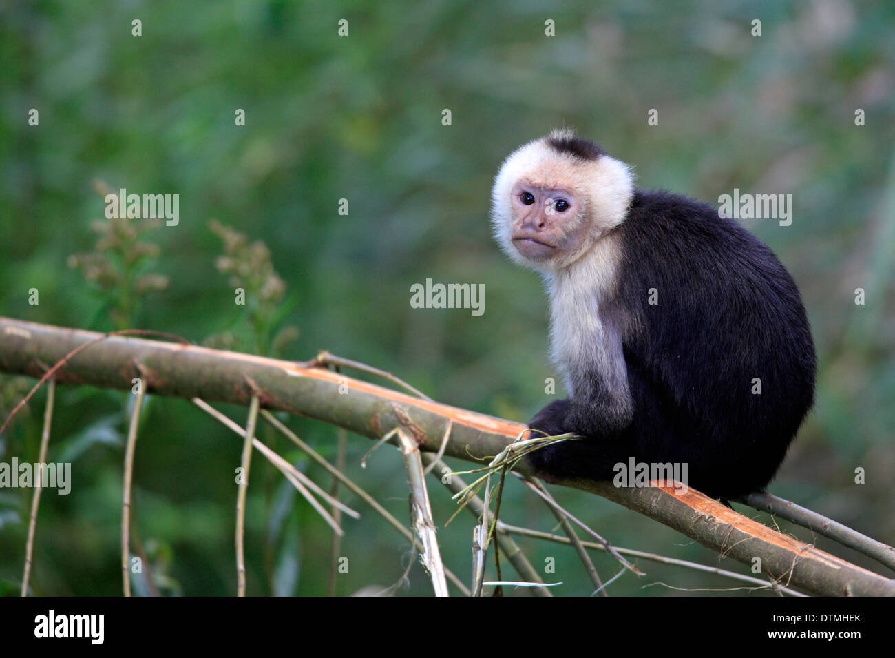 White Throated Cappuccini, adulto / (Cebus capucinus) Foto Stock