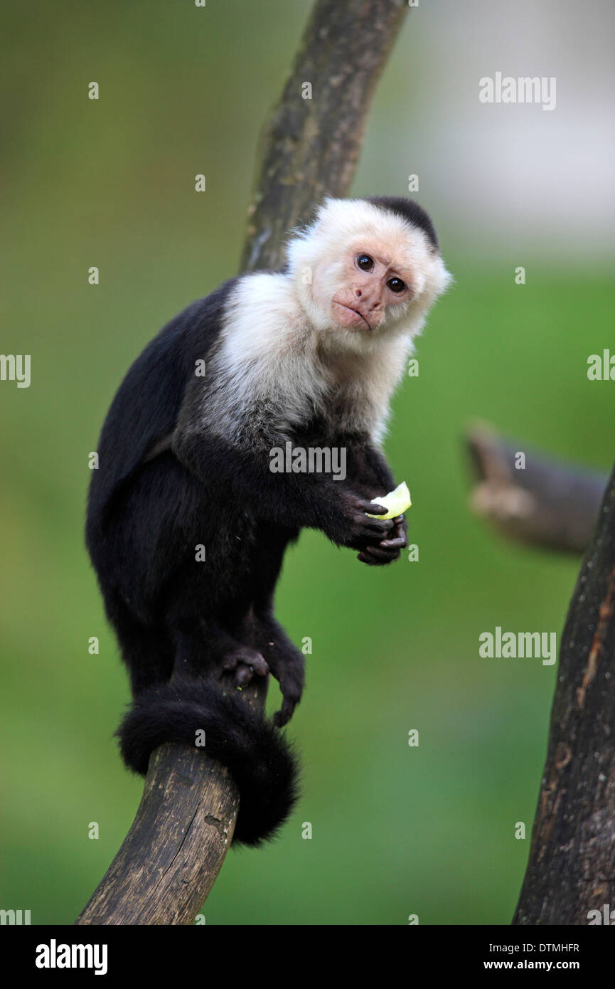 Throated bianco / cappuccino (Cebus capucinus) Foto Stock