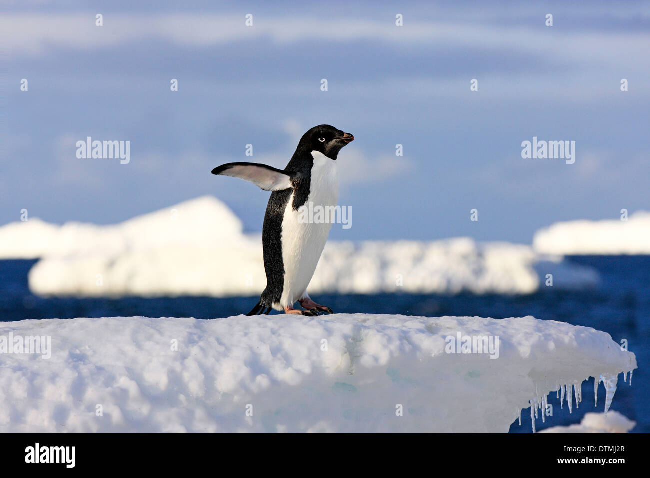 Adelie Penguin, adulti su ghiaccio floe, Antartide, Devil isola, mare di Weddell / (Pygoscelis adeliae) Foto Stock