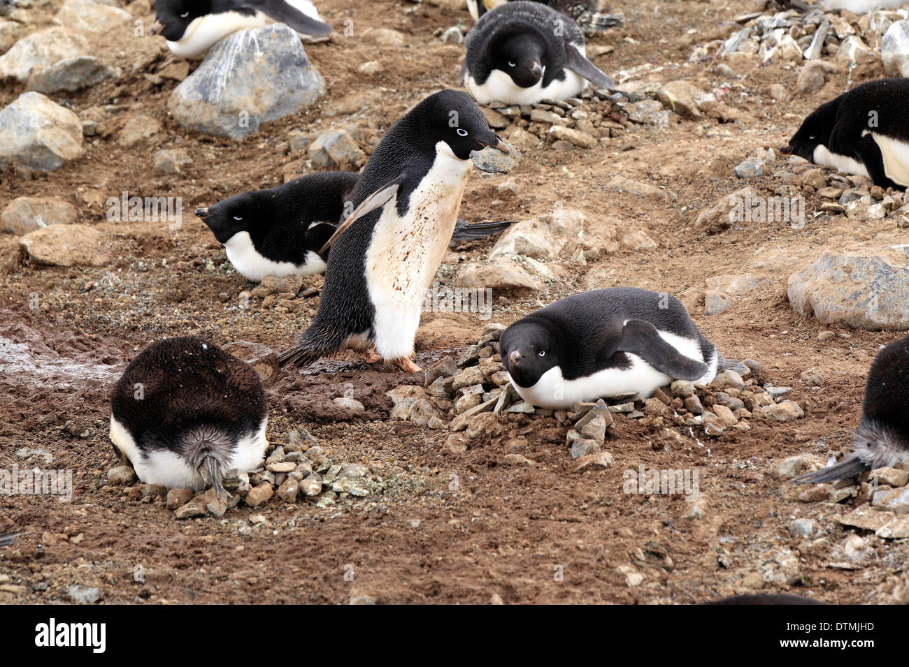 Adelie Penguin, gruppo di allevamento in colonia, Antartide, Devil isola, mare di Weddell / (Pygoscelis adeliae) Foto Stock