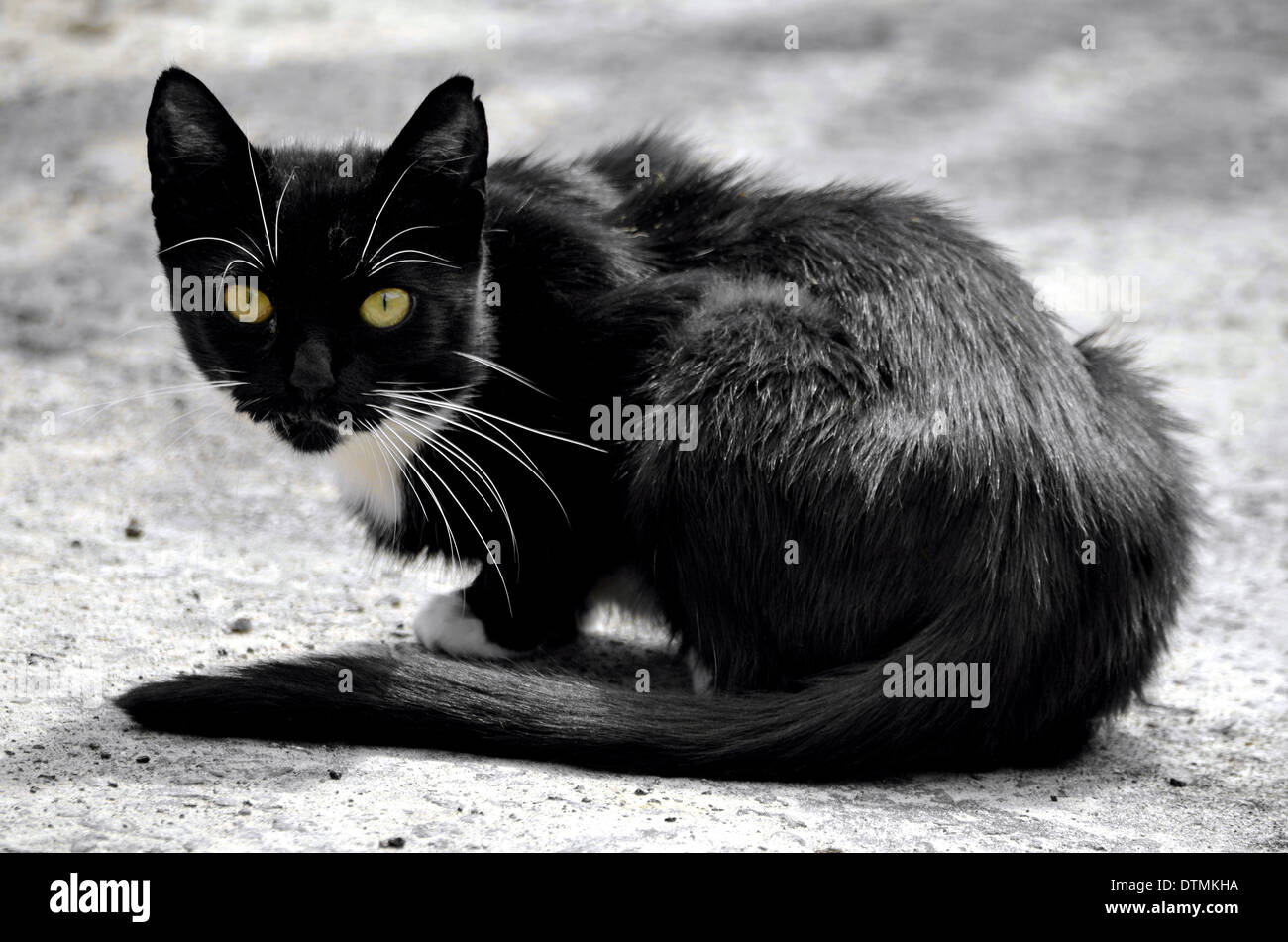 Lucky gatto nero venerdì 13 Foto Stock