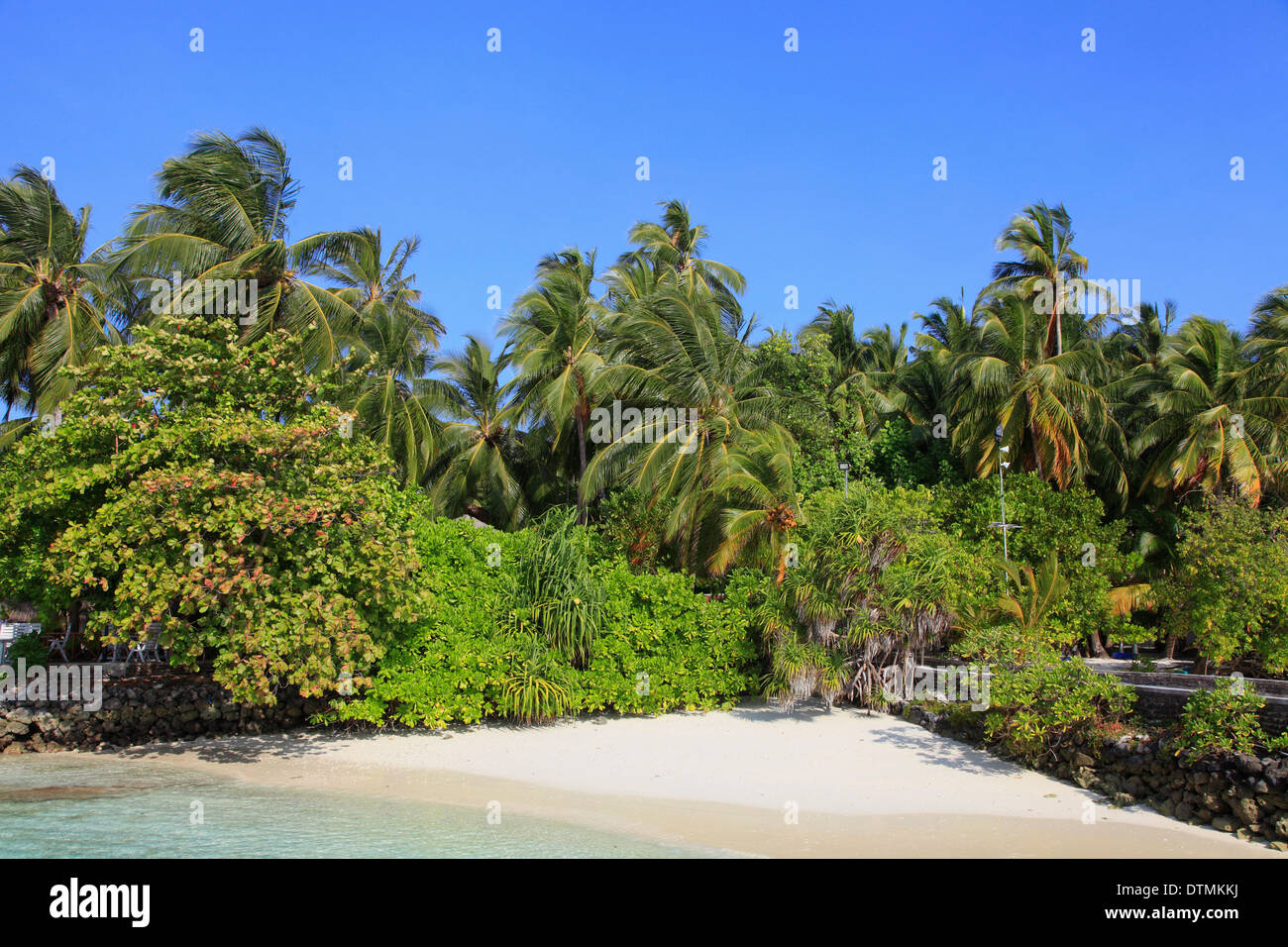 Maldive Fihalhohi Island Resort, spiaggia, palme, Foto Stock