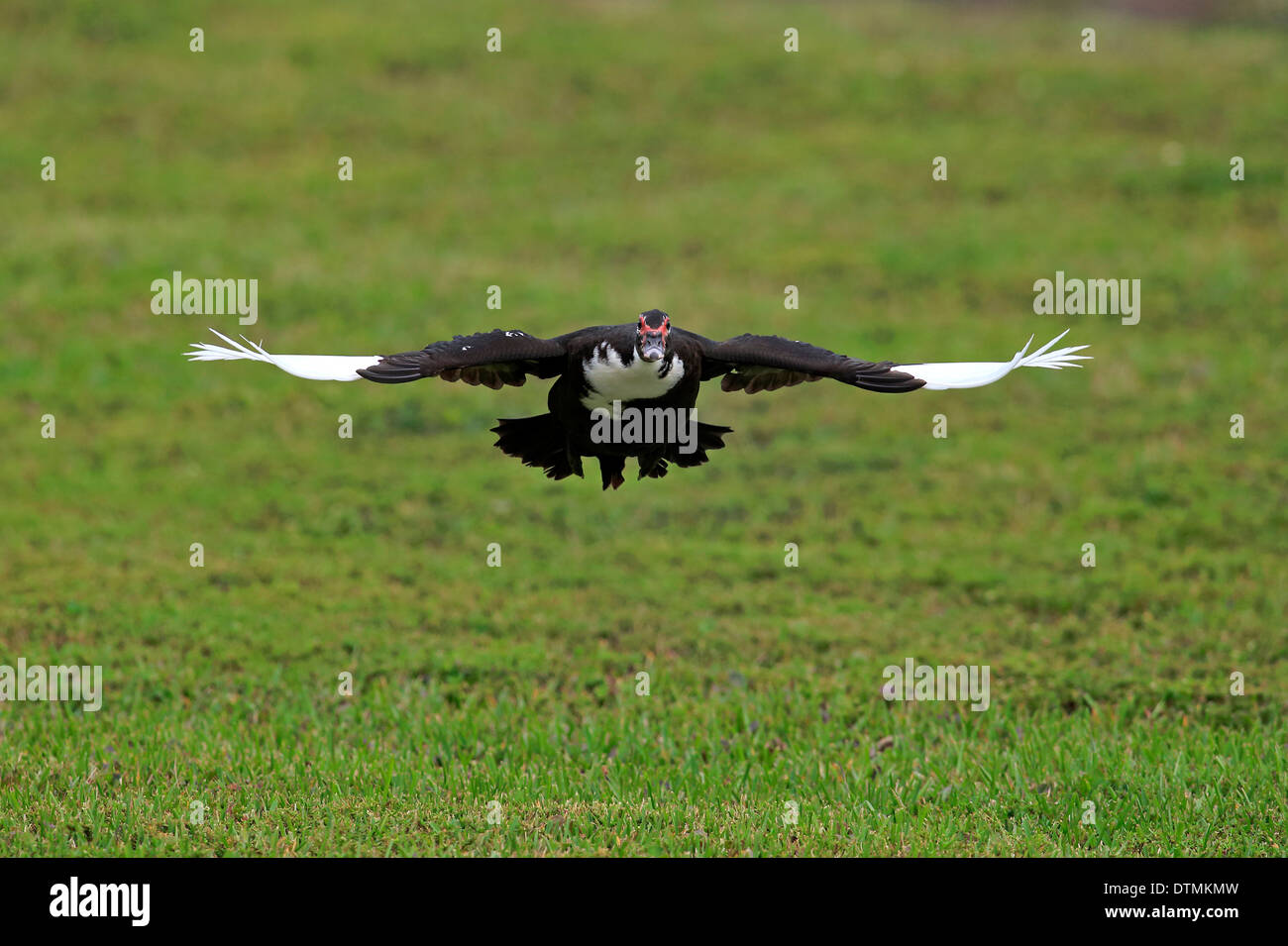 Anatra muta, adulti battenti, Miami, Florida, Stati Uniti d'America, Nord America / (Cairina moschata) Foto Stock