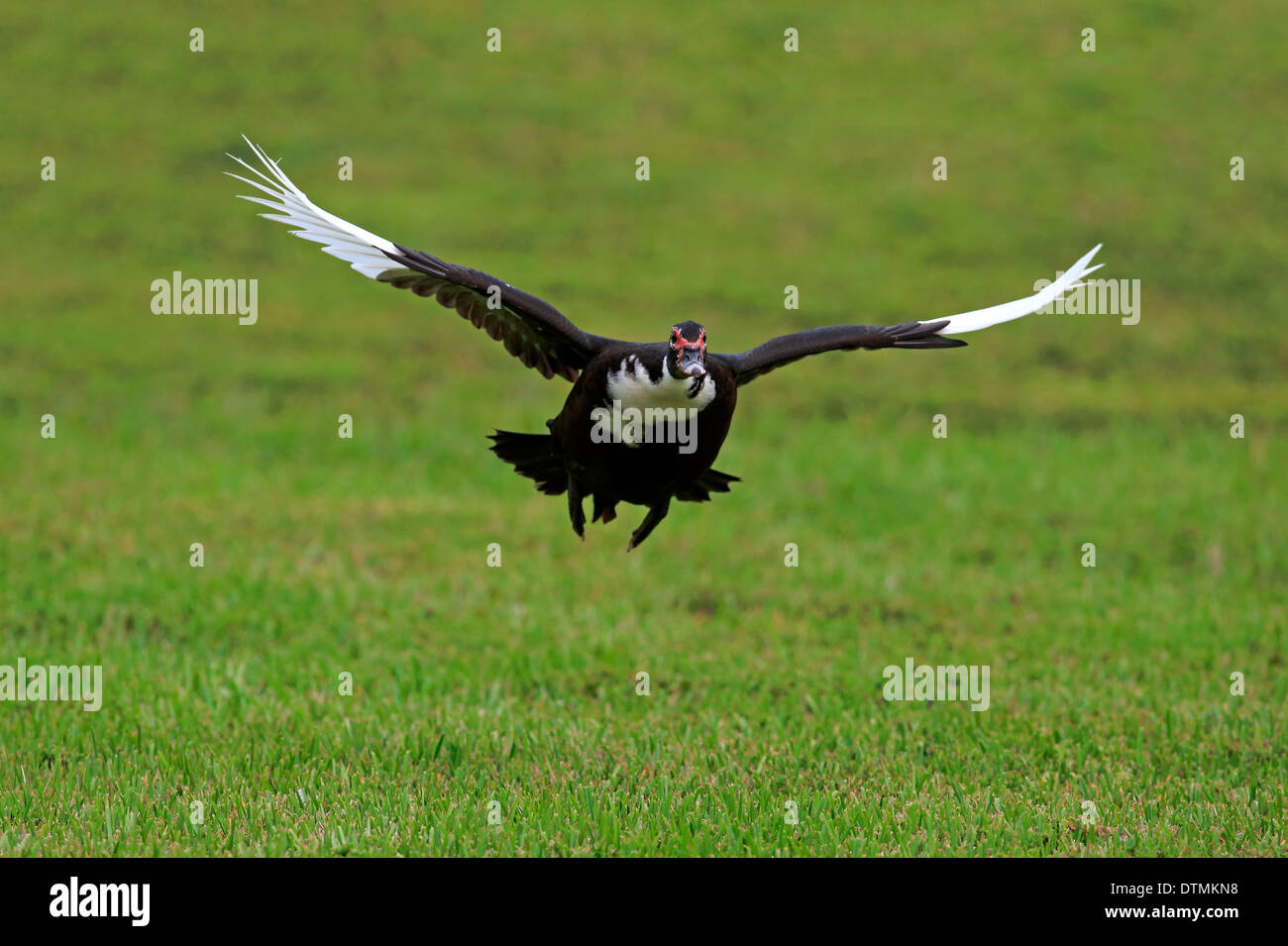 Anatra muta, adulti battenti, Miami, Florida, Stati Uniti d'America, Nord America / (Cairina moschata) Foto Stock