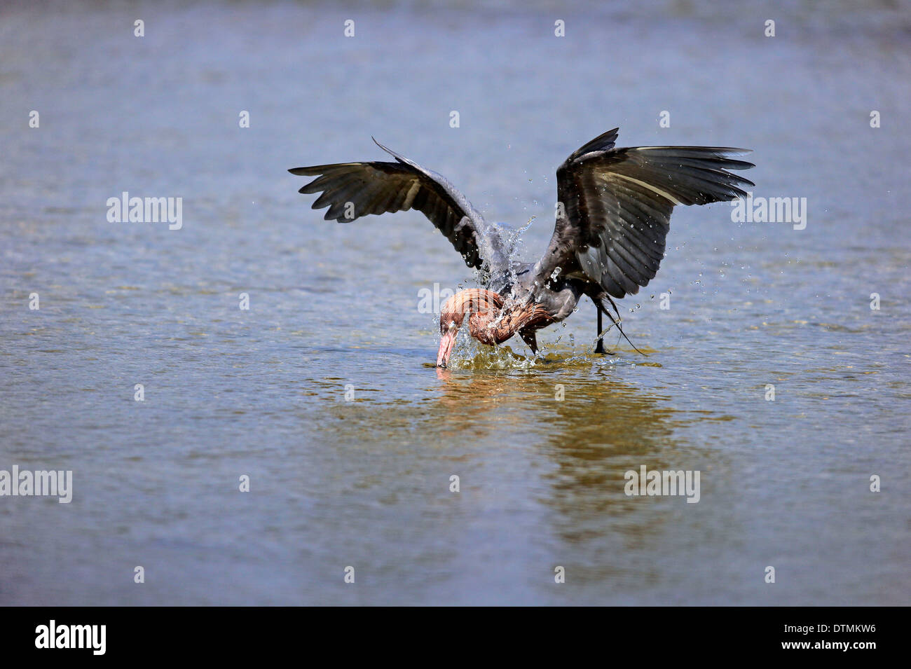 Garzetta rossastra, adulto in acqua alla ricerca di cibo, Sanibel Island, Florida, STATI UNITI D'AMERICA,Nordamerica / (Egretta rufescens) Foto Stock