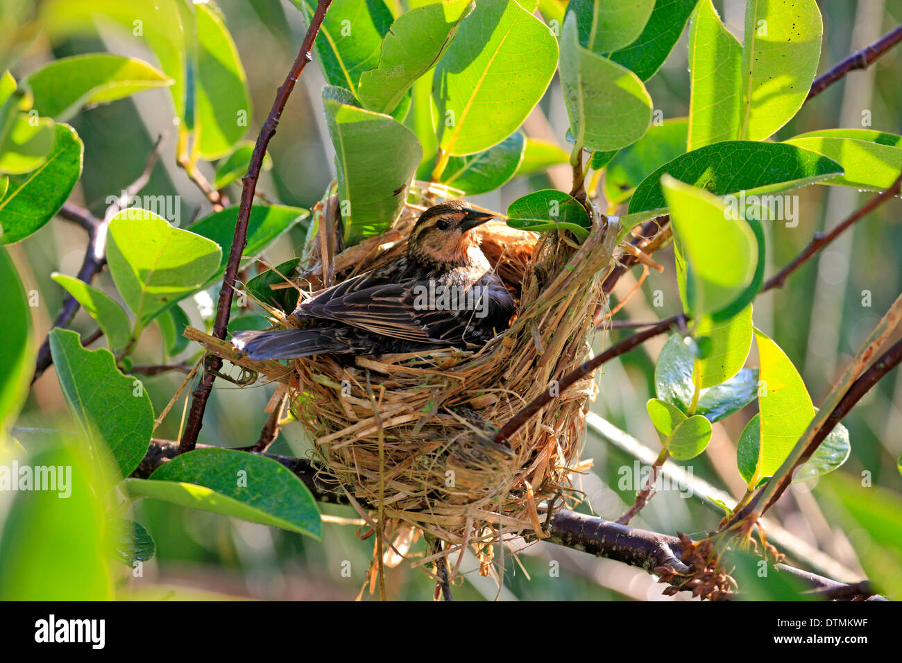 Red Winged Blackbird femmina adulta allevamento Zone Umide Wakodahatchee Delray Beach Florida USA Nordamerica / (Agelaius phoeniceus) Foto Stock