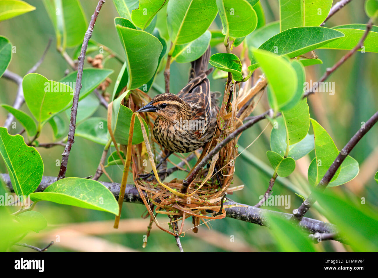 Red Winged Blackbird femmina adulta è la costruzione di un nido Wakodahatchee Zone Umide Delray Beach Florida USA Nordamerica / (Agelaius Foto Stock