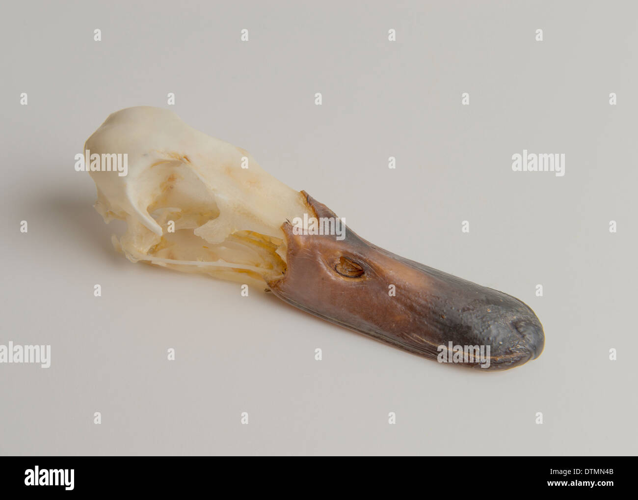 Il cranio di un anatra. Foto Stock