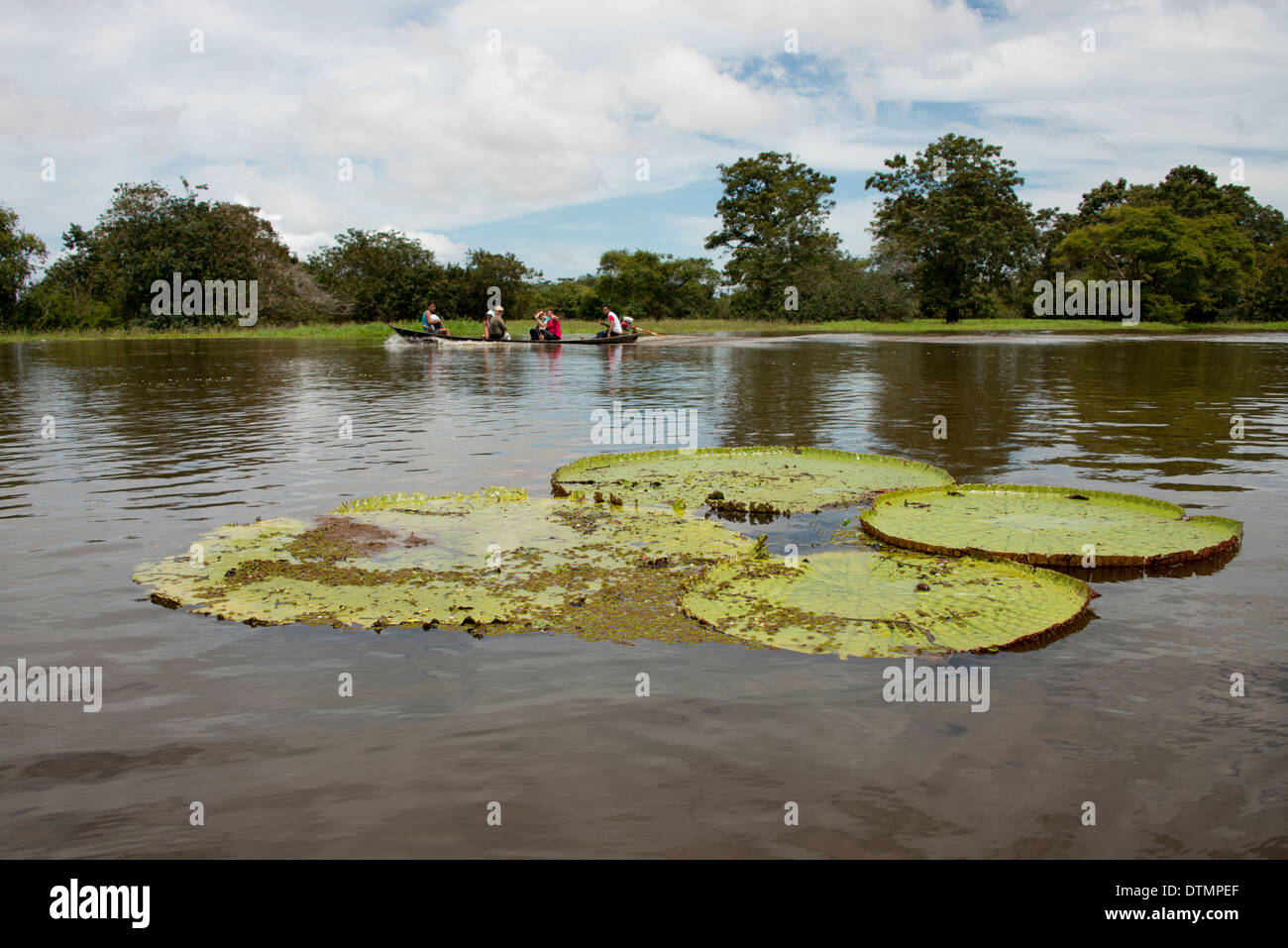 Il Brasile, Amazon, Valeria River, Boca da Valeria. Giant Amazon Lily Pad, turisti in canoa locali turistici. Foto Stock