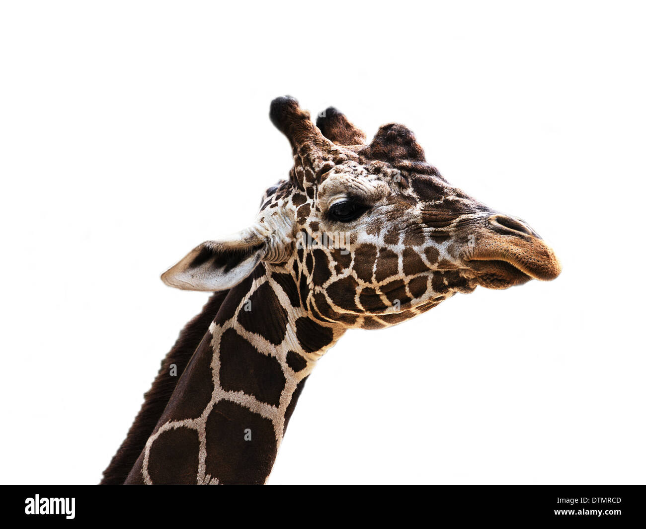 Ritratto di una giraffa Foto Stock