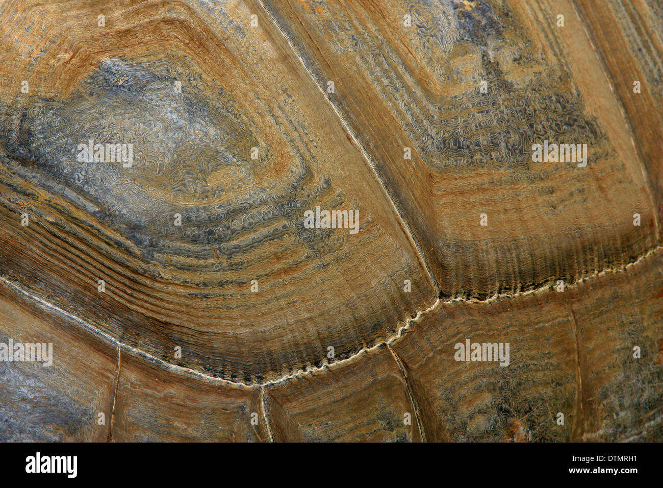 Close up di un gigante di guscio di tartaruga Foto Stock