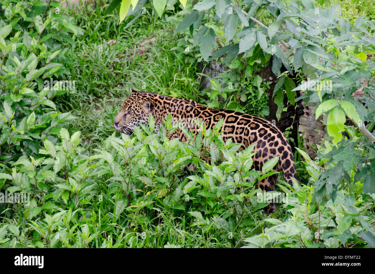 Il Brasile, Amazon, Manaus. Lo Zoo di militari, captive Jaguar. Foto Stock