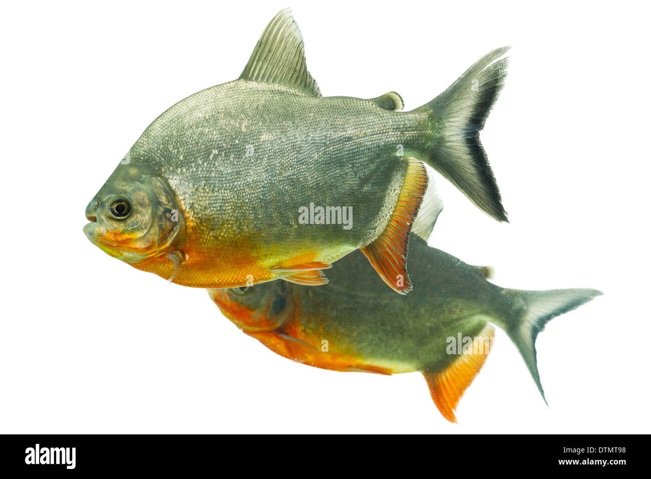Pesce Tambaqui coppia isolata su bianco profondità di campo Acquario Studio Shot Foto Stock