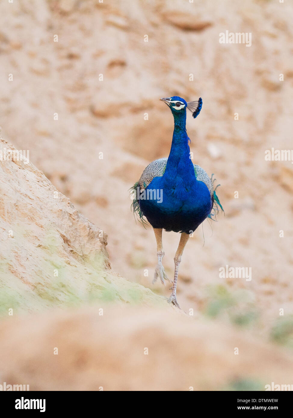 Peafowl indiano o Peafowl blu (Pavo cristatus) Foto Stock