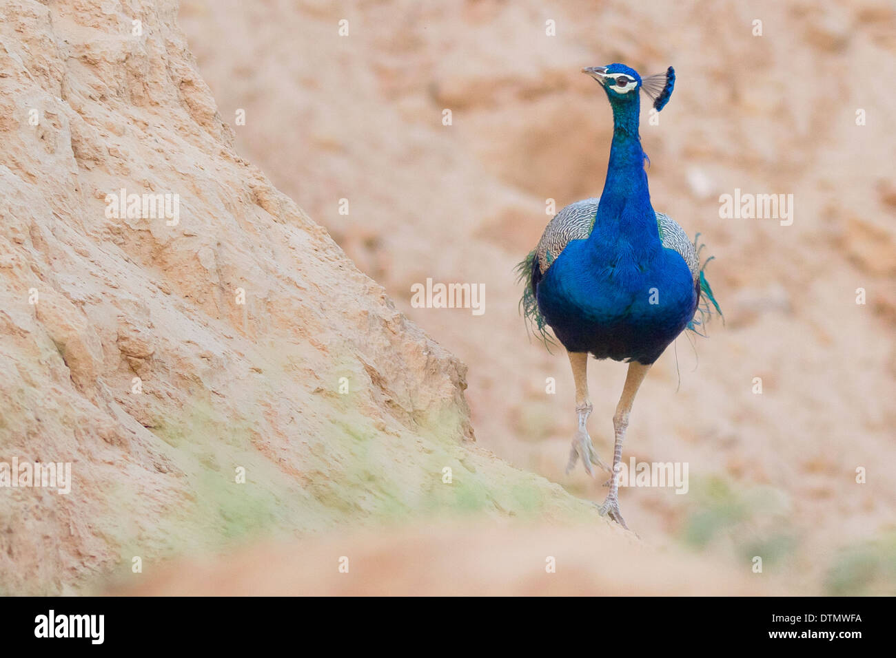 Peafowl indiano o Peafowl blu (Pavo cristatus) Foto Stock