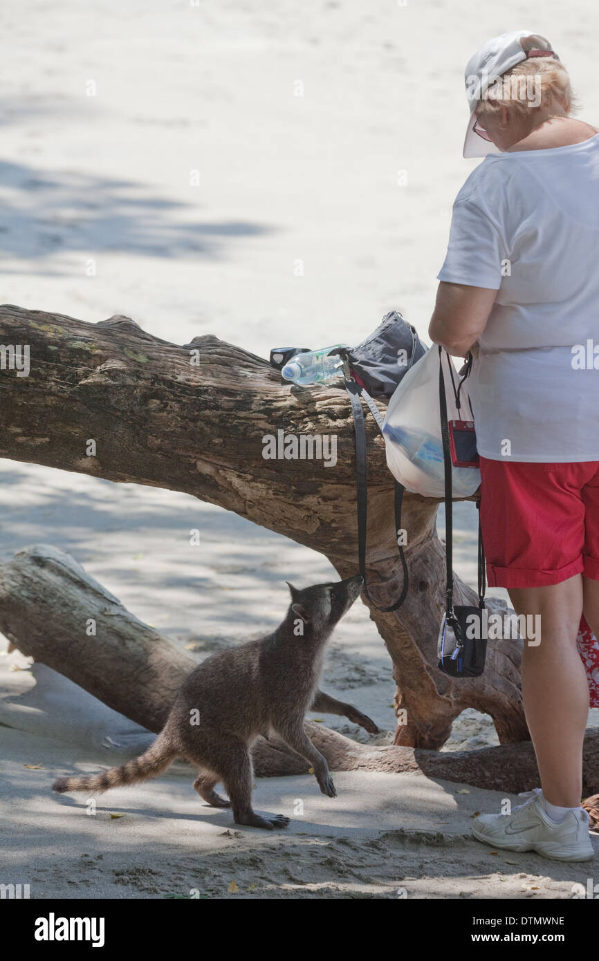 Crab-eating Raccoon (Procione cancrivorus). Il tentativo di neutralizzare il cibo da una turista del sacco su una spiaggia. Costa Rica. Foto Stock