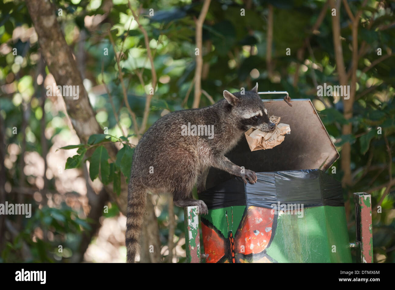 Crab-eating Raccoon (Procione cancrivorus). Dal lavaggio rifiuti pubblica spazzatura. Parco Nazionale di Manuel Antonio. Costa Rica. Foto Stock