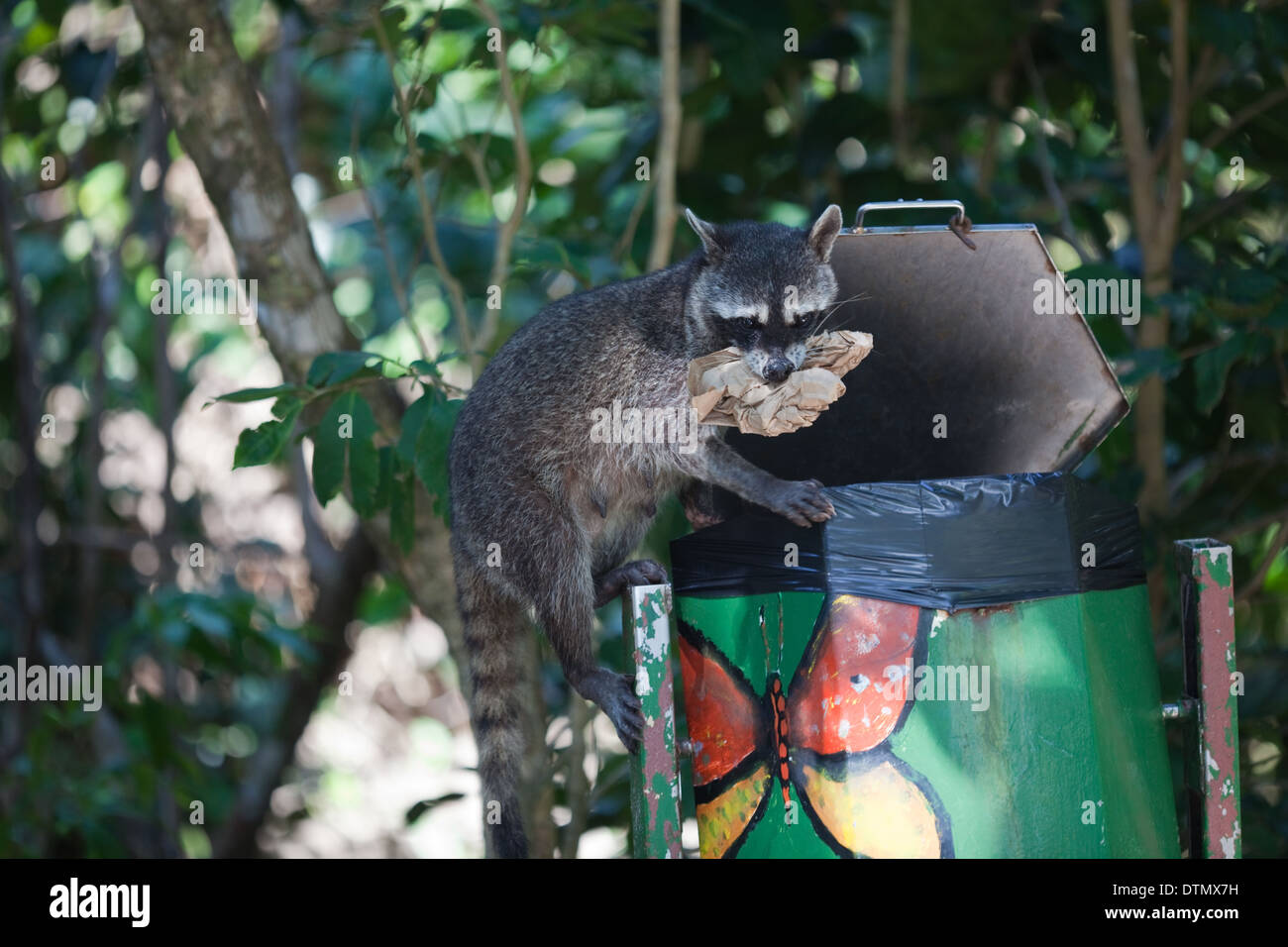 Crab-eating Raccoon (Procione cancrivorus). Dal lavaggio rifiuti pubblica spazzatura. Parco Nazionale di Manuel Antonio. Costa Rica. Foto Stock