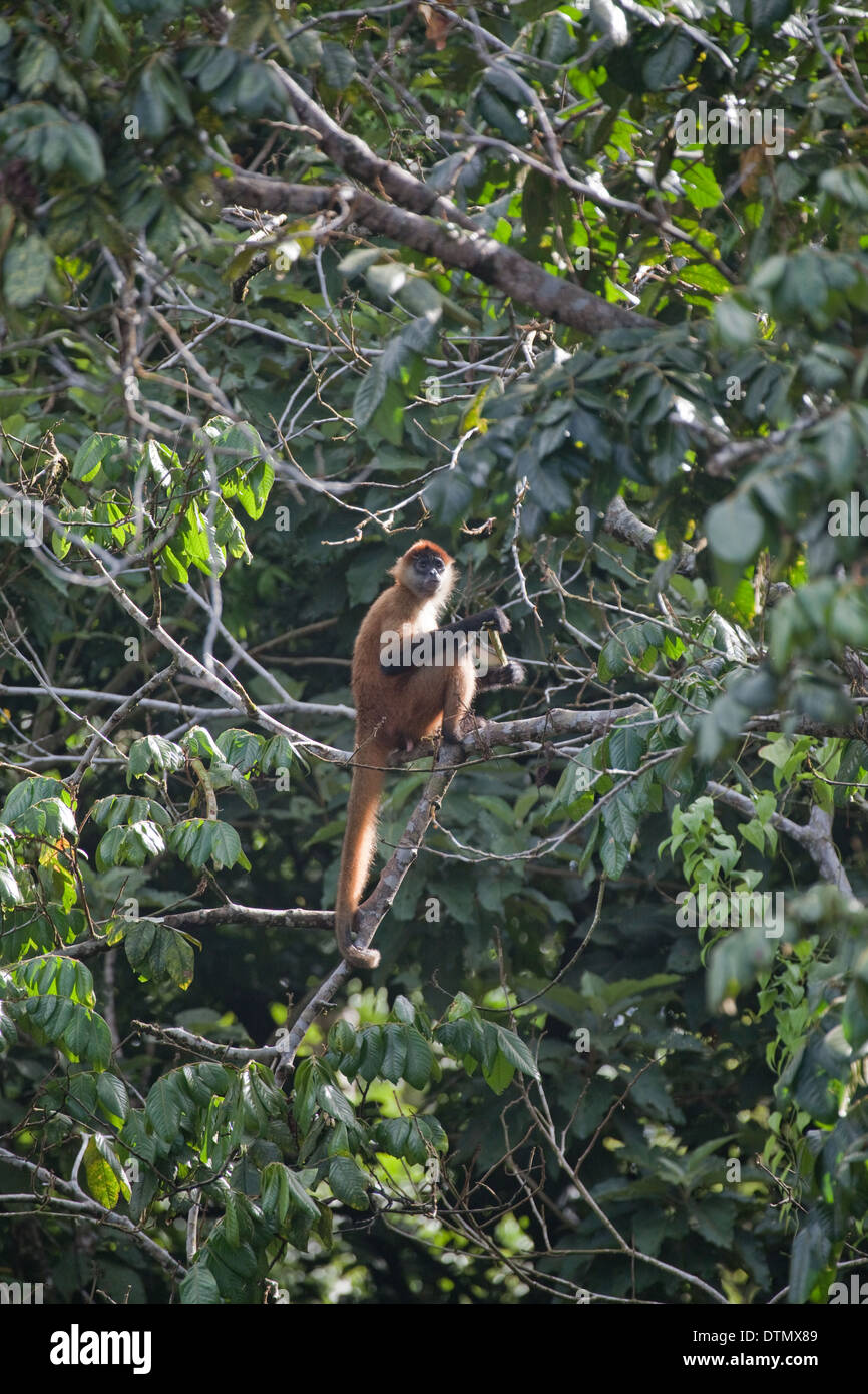Nero-consegnato o Geoffroy's Spider Monkey (Ateles geoffroyi). Corcovado. Costa Rica. Foto Stock