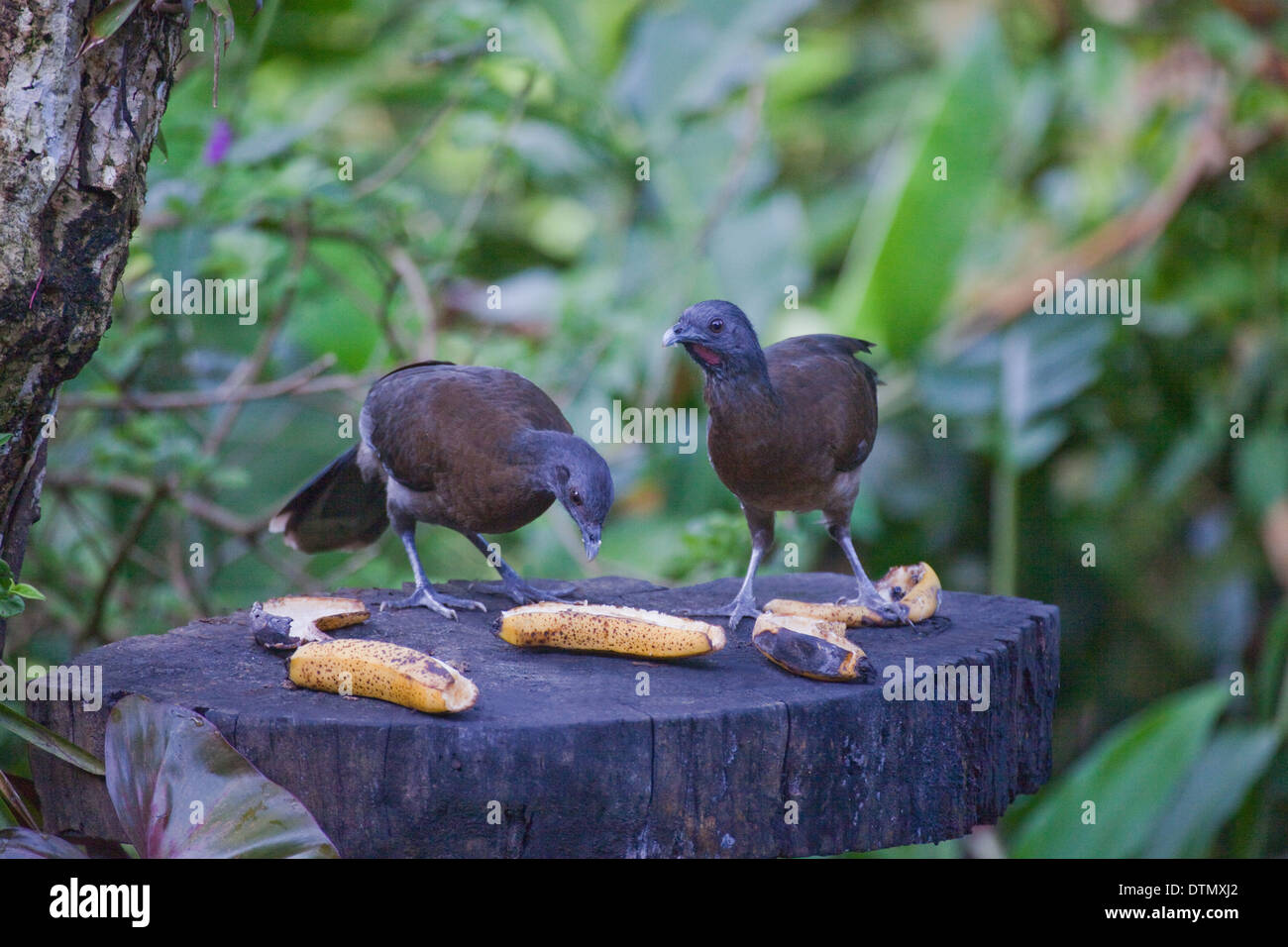 A testa grigia (Chachalaca Ortalis cinereiceps). Coppia alimentazione sulle banane mature messo su un giardino degli uccelli la stazione di alimentazione. Costa Rica. Foto Stock