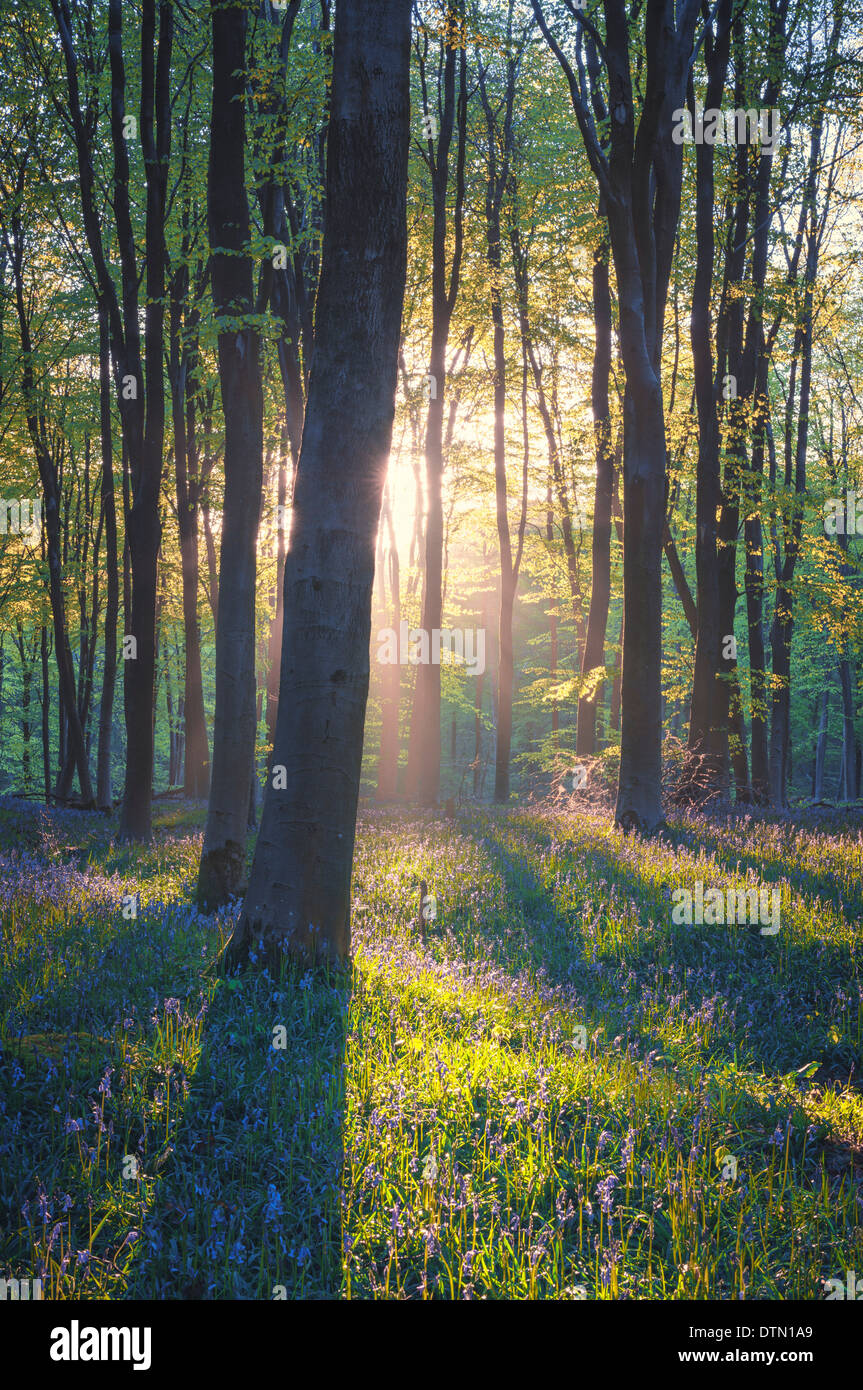 Il bluebells di Micheldever boschi hampshire a sunrise. Foto Stock