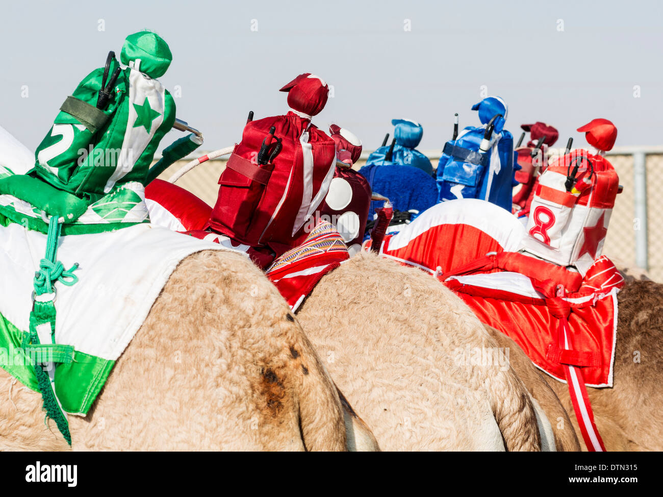 Comandato a distanza robot fantini al camel racing a Dubai Camel Racing Club at Al Marmoum in Dubai Emirati Arabi Uniti Foto Stock