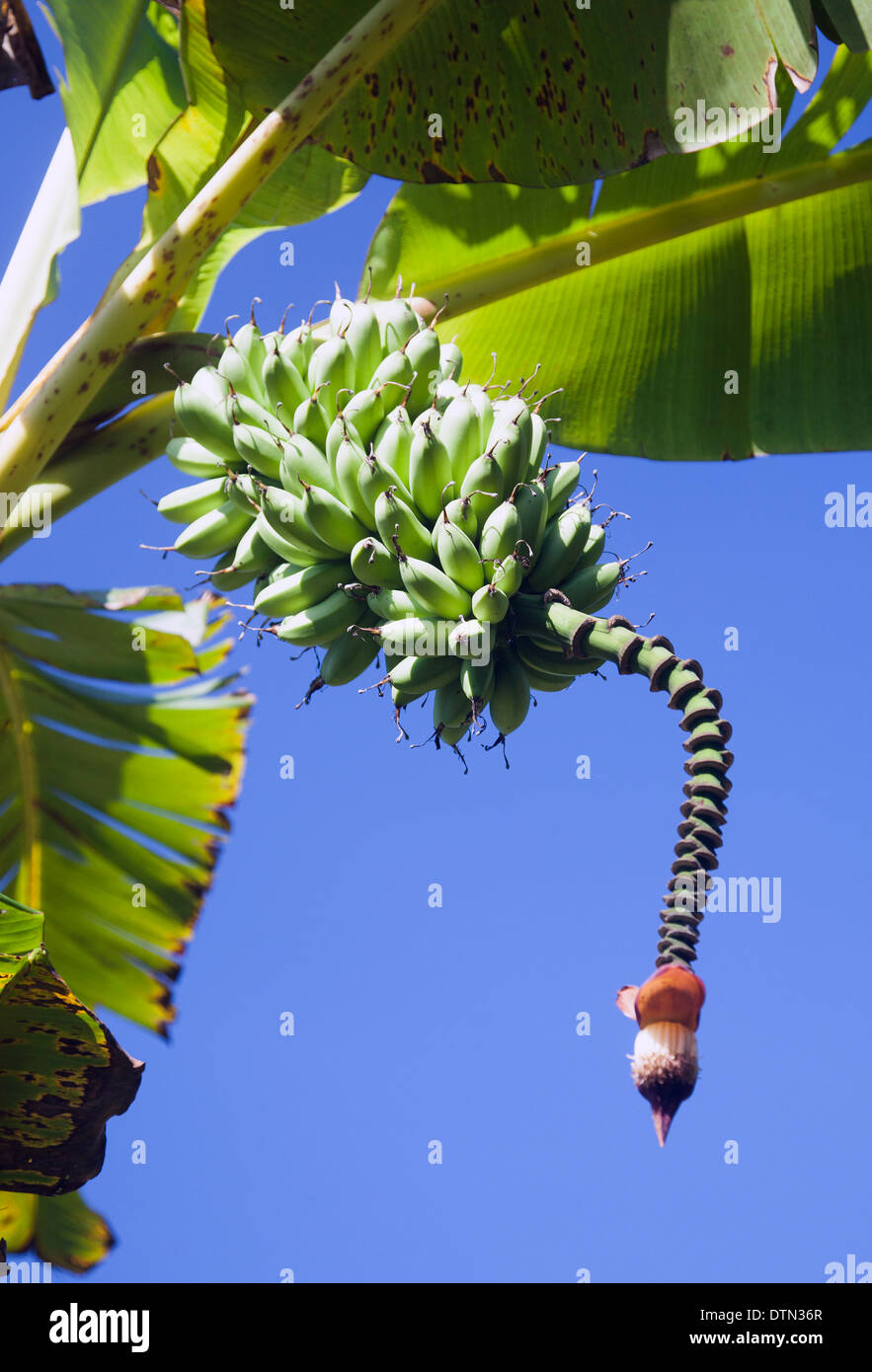 Albero di banana Foto Stock