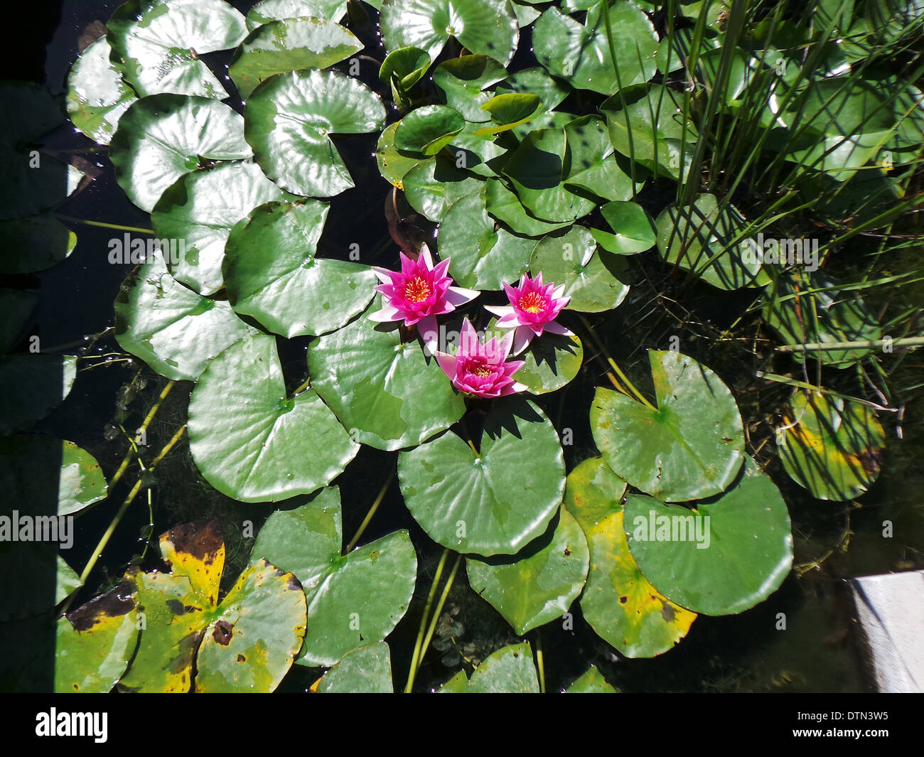 Ninfee fiori piante Foto Stock