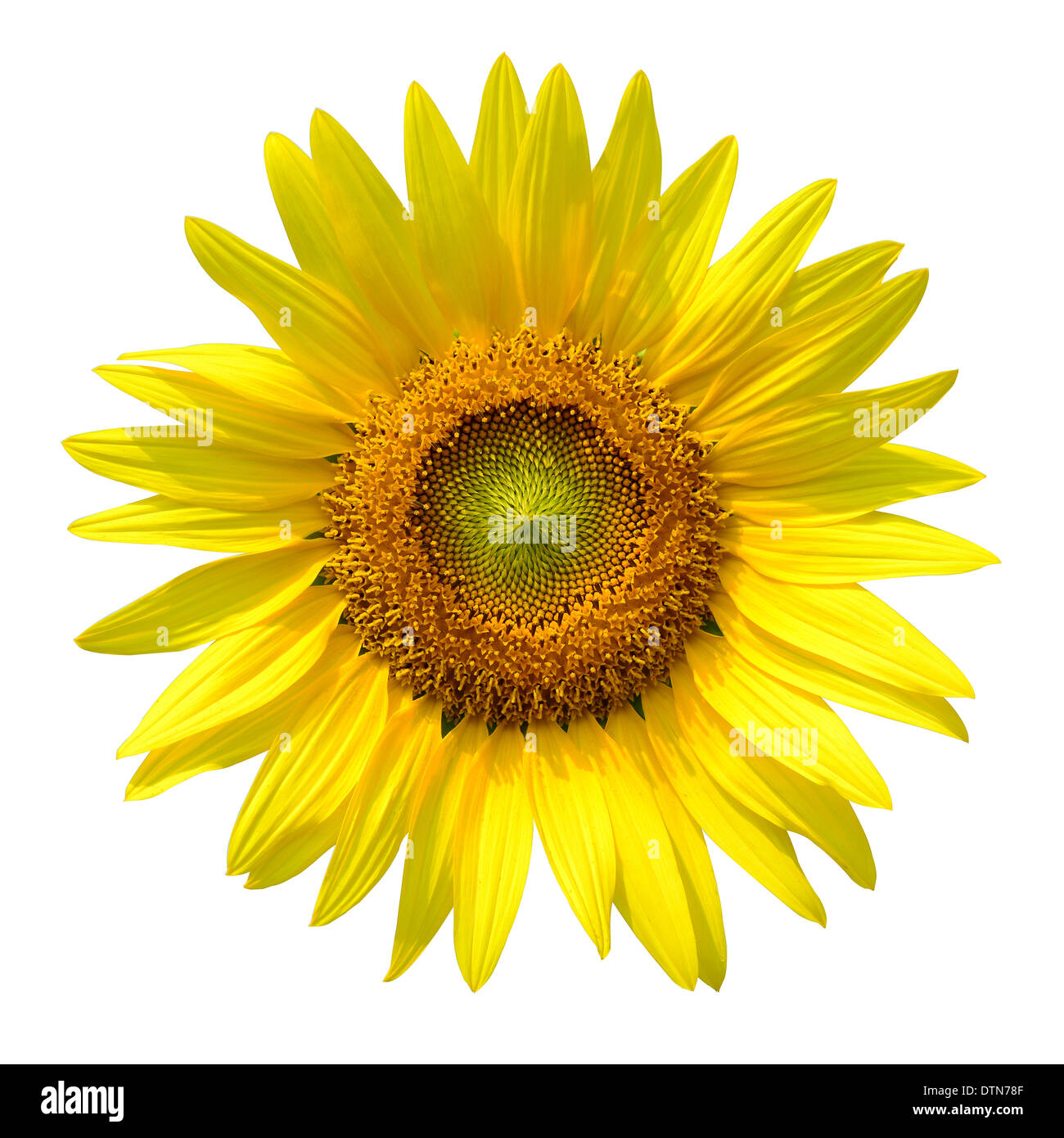 Girasole con tracciato di ritaglio Foto Stock