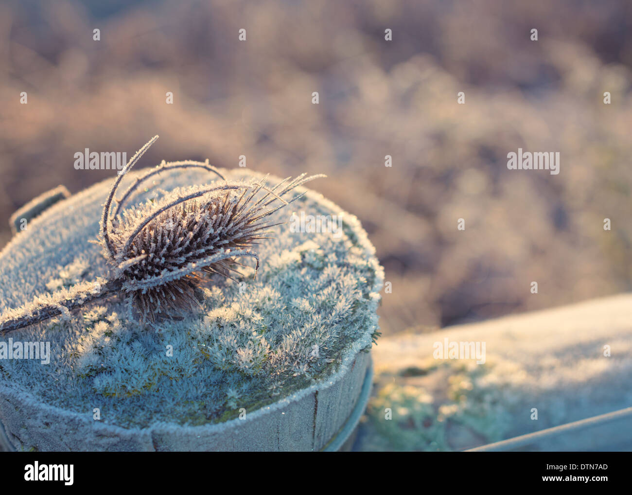 Un Teasel congelati nel sole del mattino. Foto Stock
