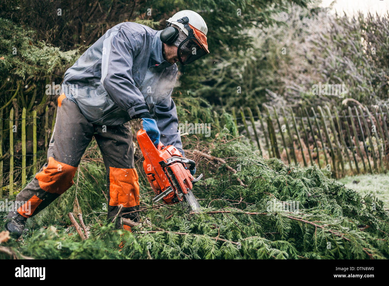 Professionale giardiniere albero di taglio con sega a nastro. Foto Stock