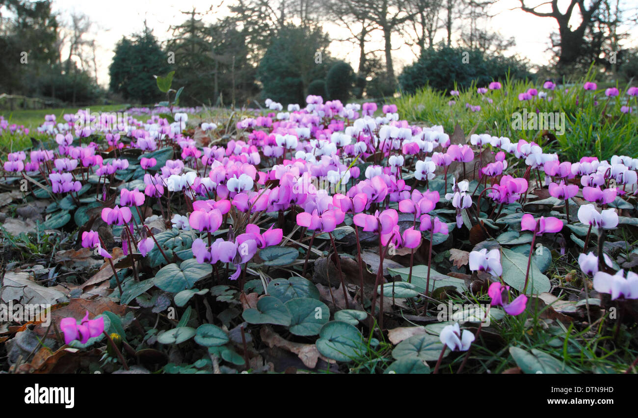 Ciclamino coum. Fiori invernali di questo perenne ciclamino, chiamato anche Eastern ciclamino - Febbraio, Hodsock Priory vicino Blyth, Nottinghamshire, Regno Unito Foto Stock
