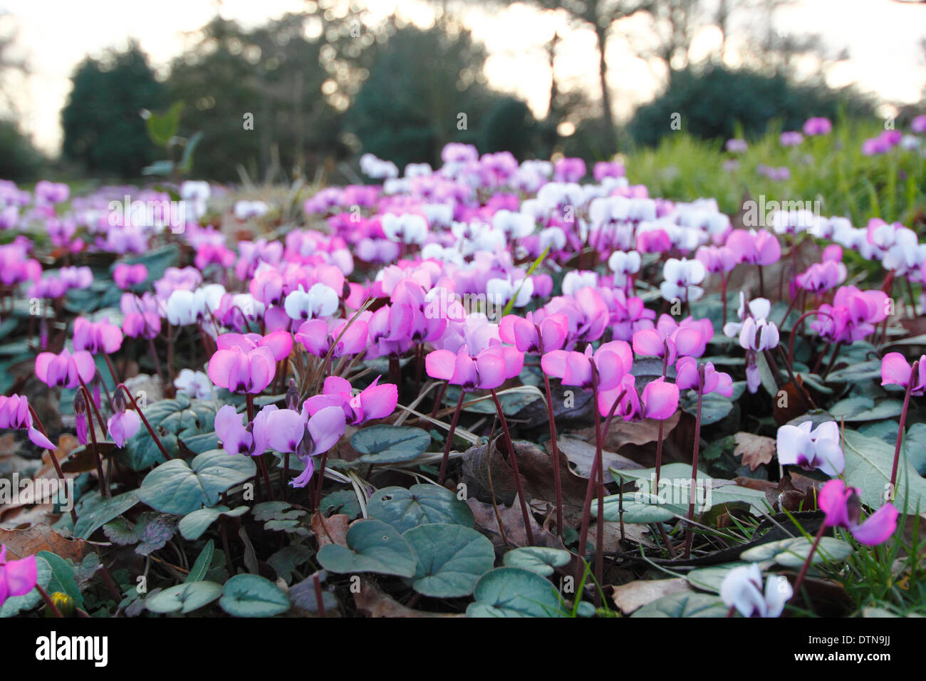 Ciclamino coum. Fiori invernali di questo perenne ciclamino, chiamato anche Eastern ciclamino - Febbraio, Hodsock Priory vicino Blyth, Nottinghamshire, Regno Unito Foto Stock